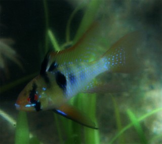Ram - Long Finned Blue - 1.5 inch